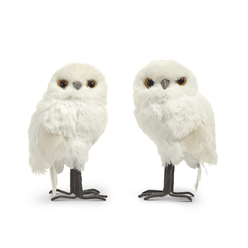 Raz | White Owl