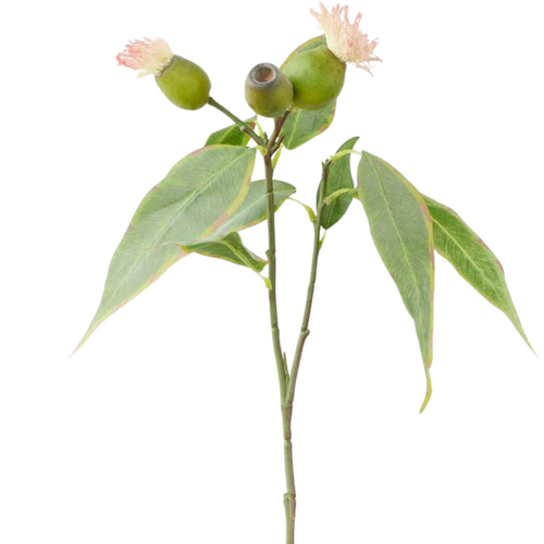 Eucalyptus Flower Pink