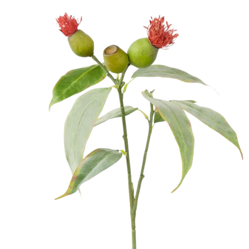 Eucalyptus Flower Red