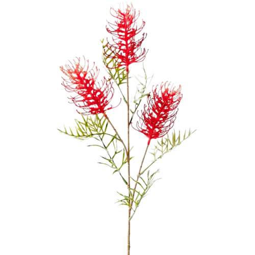 Grevillea Spray Red