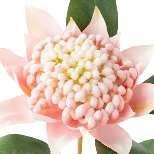 Waratah Stem Pink