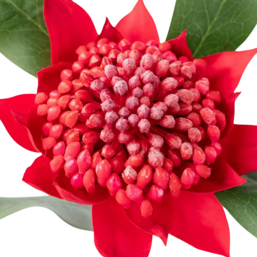 Waratah Stem Red