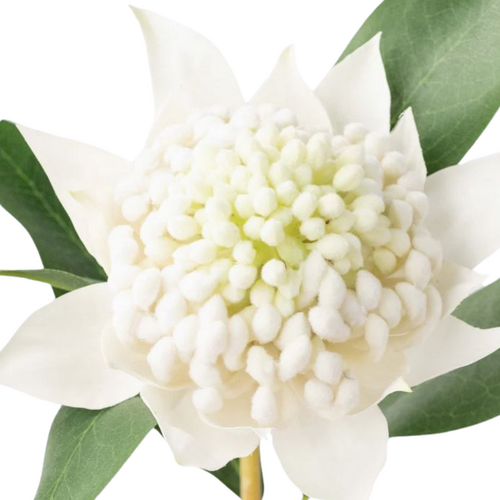 Waratah Stem White