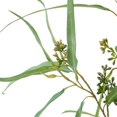 Eucalyptus Leaf Spray