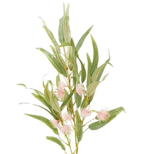 Flowering Gum Pink