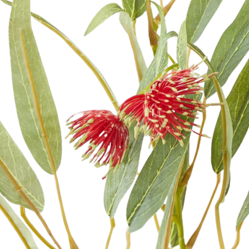 Flowering Gum Red
