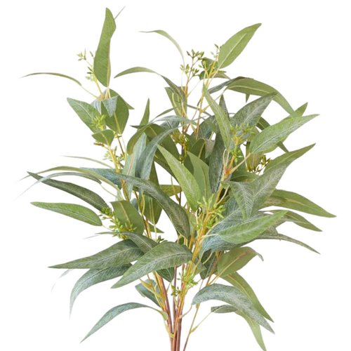 Eucalyptus Seeded Spray