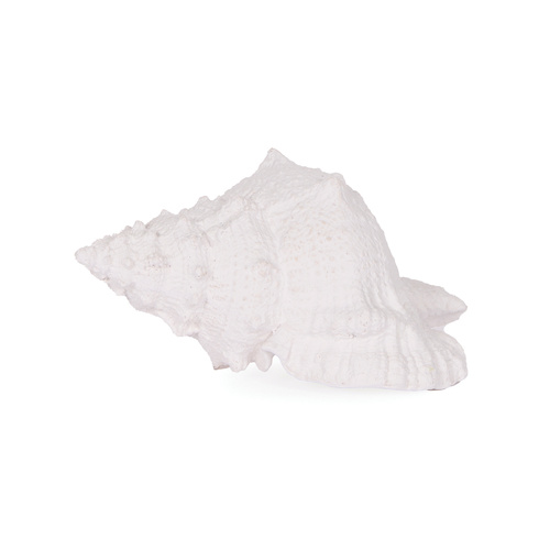 White Large Conch Shell