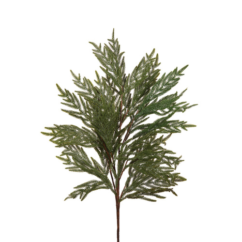 Hinoki Pine Branch
