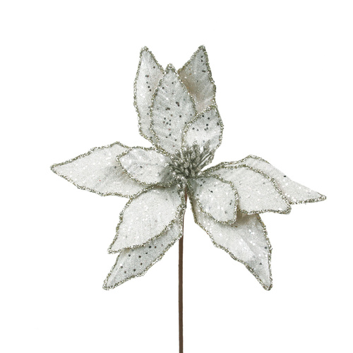 Platinum Poinsettia 