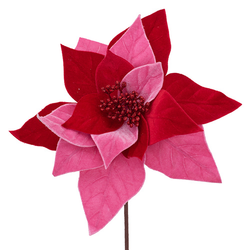 Red Candy Pink Poinsettia