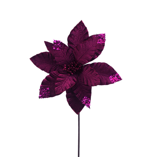 Sugar Plum Pink Poinsettia