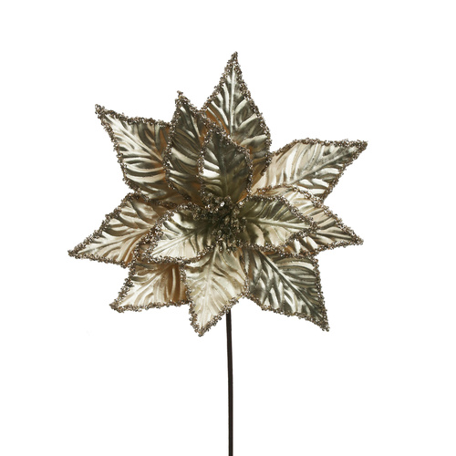 Champagne Poinsettia 