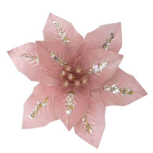 Musk Poinsettia w/ Champagne Stripe 