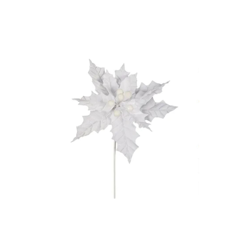 White Poinsettia Flower