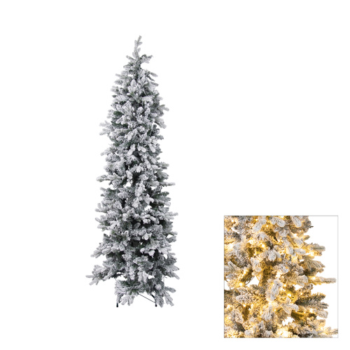 Perisher Pencile Pine 1.8m
