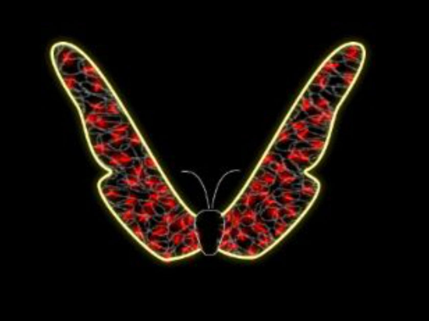 Dream Butterfly 3D